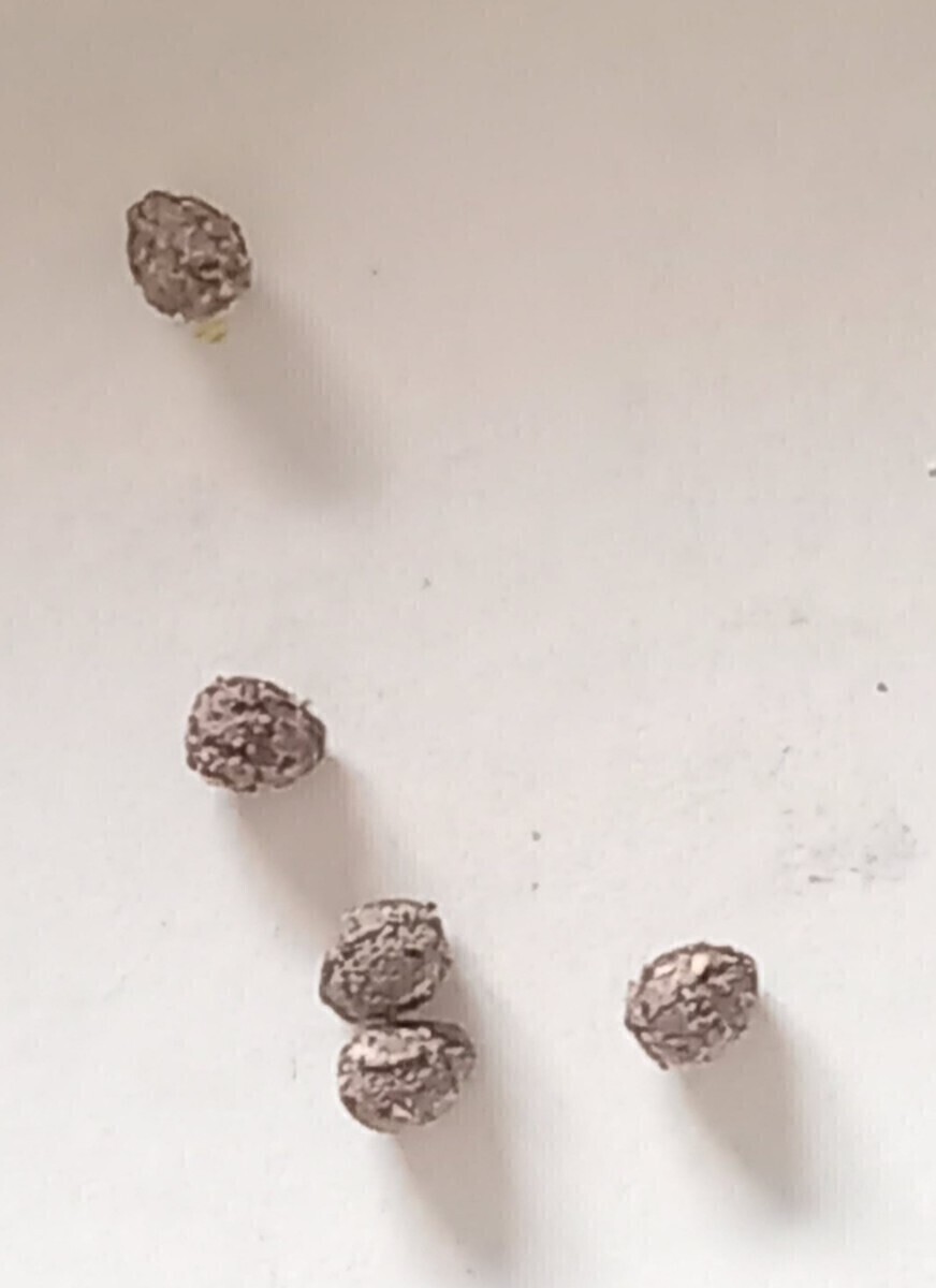 種1粒　逆鱗竜　　ユーフォルビア・クランディスティナ　　　植物同梱何点でも送料一律300円(第四種郵便_画像3