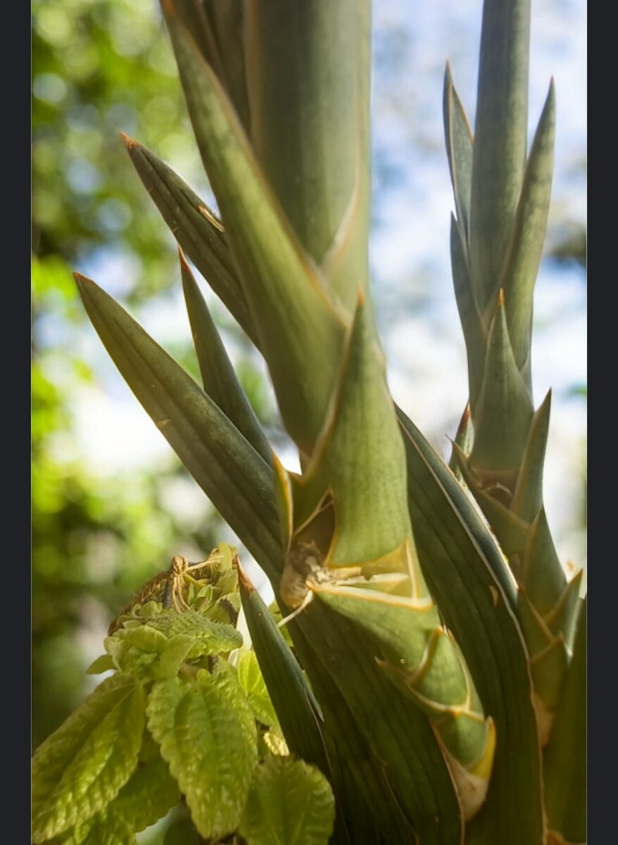 観葉植物　サンスベリア・ケニア　カット苗　25cm_画像3
