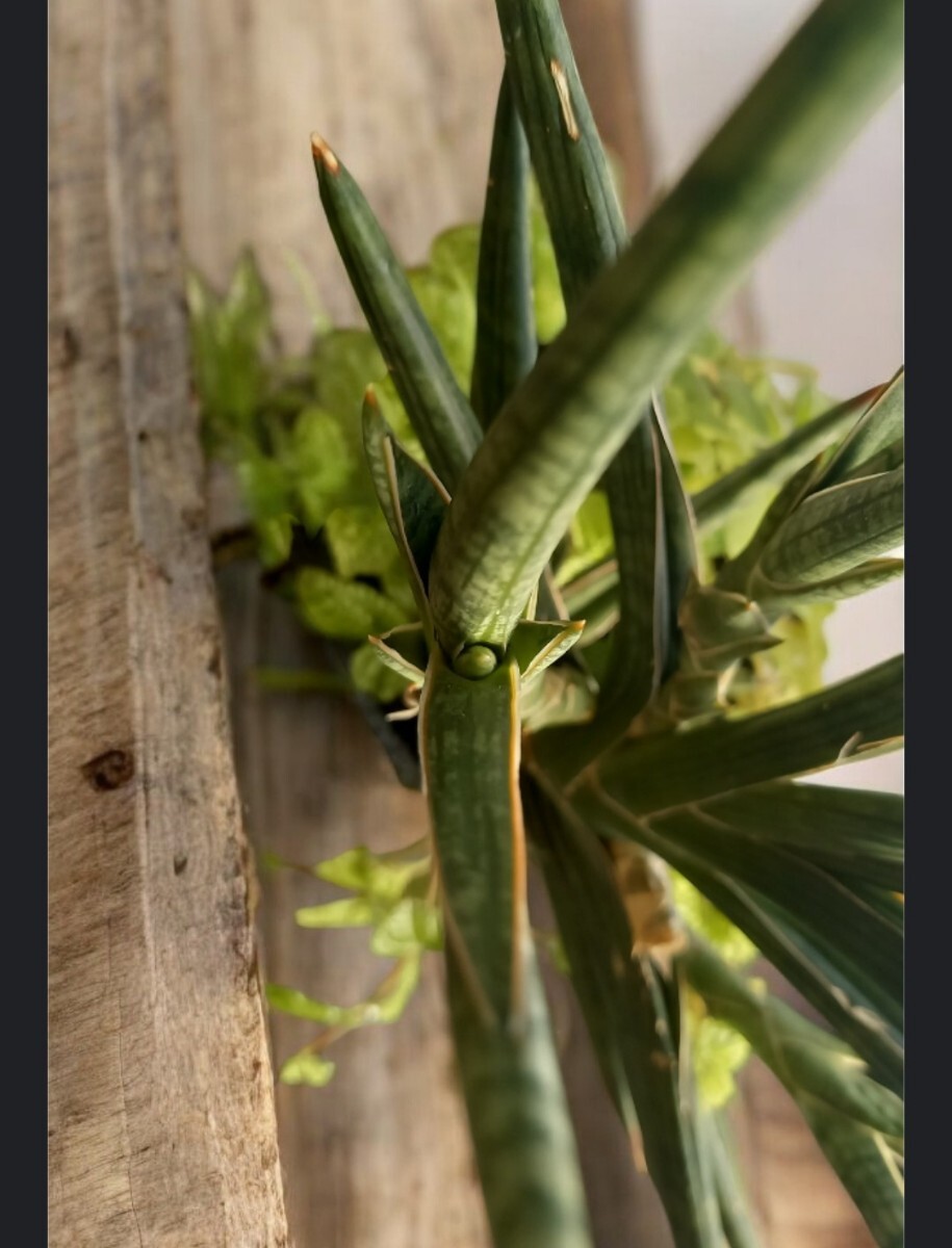 観葉植物　サンスベリア・ケニア　カット苗　25cm_画像4