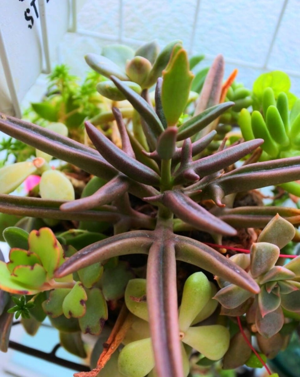 （鹿の角）カランコエ・シンセパラ デセプタ　カット苗_画像1