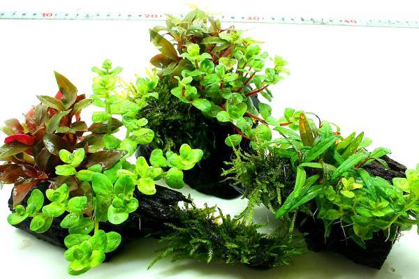 流木+水草2種+ウイロモスちょっと　1個_画像1
