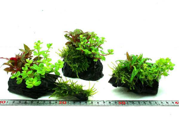 流木+水草2種+ウイロモスちょっと　1個_画像2