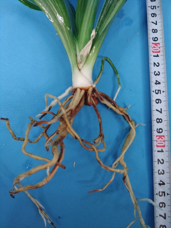 5 удача желтый золотой десять тысяч год синий o Moto ...