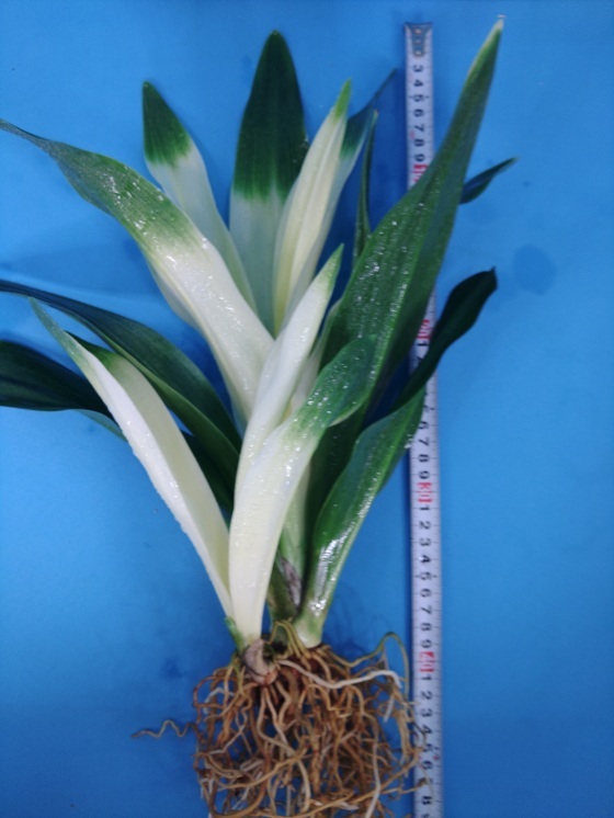 7 восток небо свет десять тысяч год синий o Moto ...