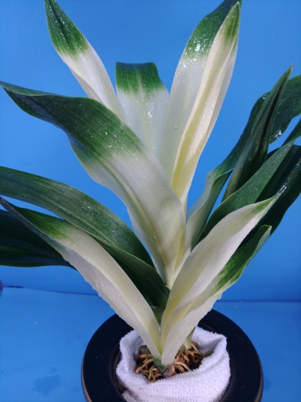 7 восток небо свет десять тысяч год синий o Moto ...