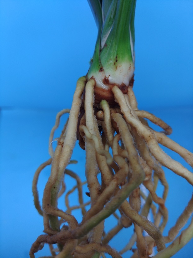 6.. десять тысяч год синий o Moto ...