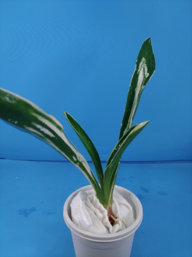 2 дом . столица. map десять тысяч год синий o Moto ...