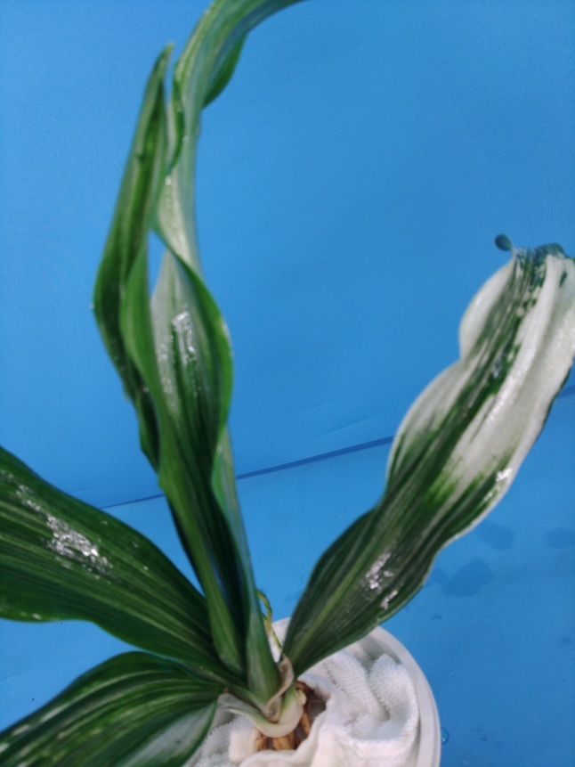 5 удача желтый золотой десять тысяч год синий o Moto ...