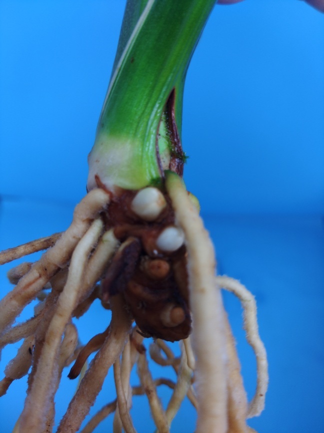 6.. десять тысяч год синий o Moto ...