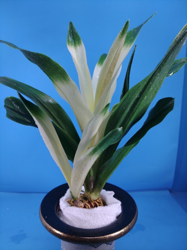 7 восток небо свет десять тысяч год синий o Moto ...