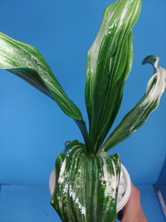 5 удача желтый золотой десять тысяч год синий o Moto ...