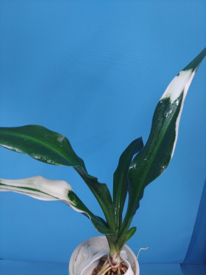 3 документ птица круг десять тысяч год синий o Moto ...