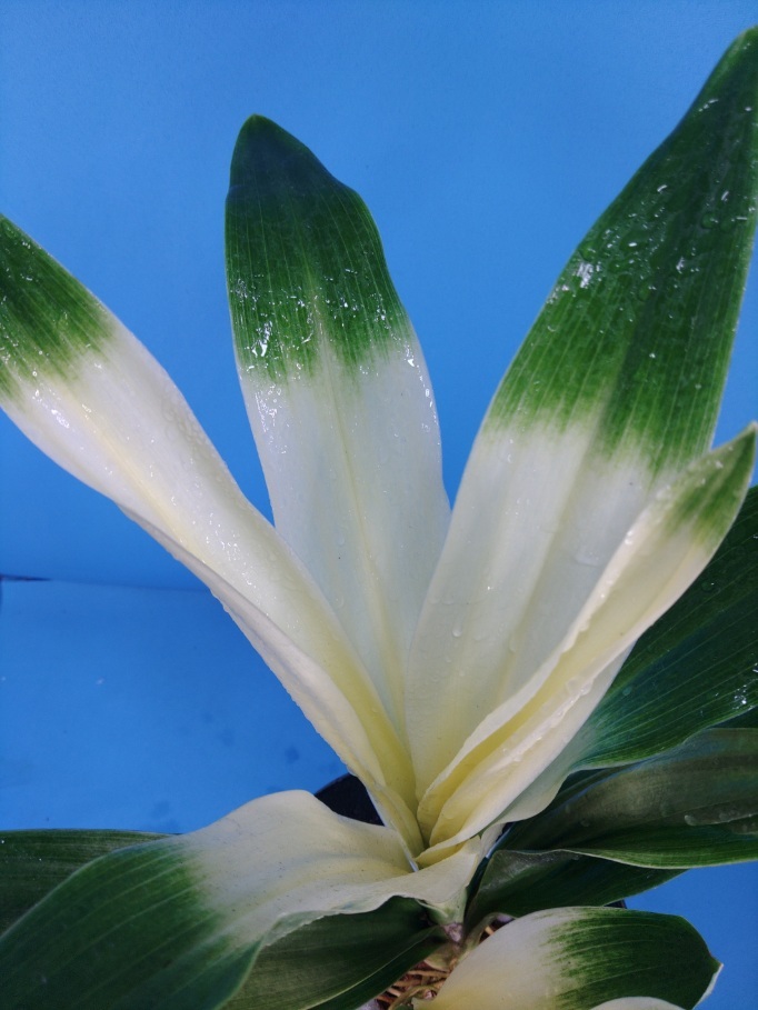 7 восток небо свет десять тысяч год синий o Moto ...