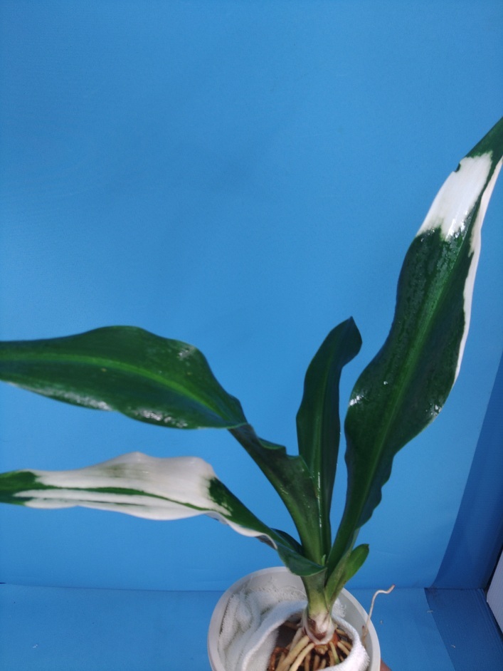 3 документ птица круг десять тысяч год синий o Moto ...