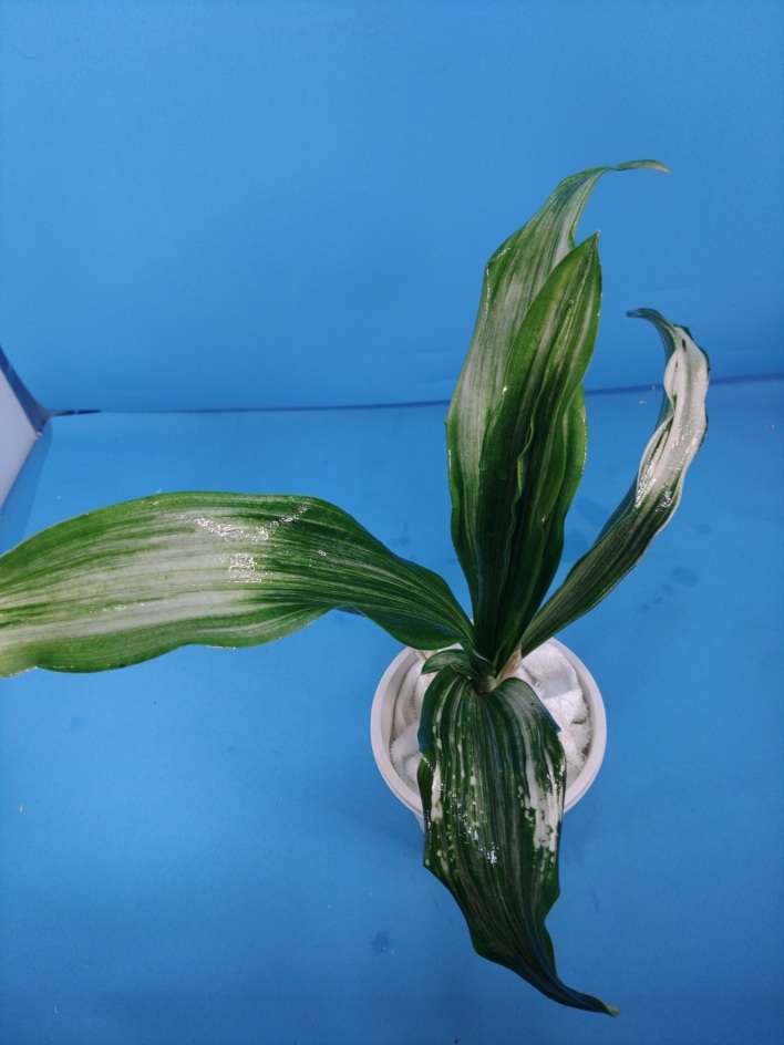 5 удача желтый золотой десять тысяч год синий o Moto ...