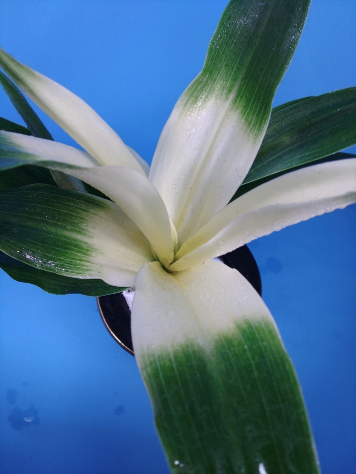 7 восток небо свет десять тысяч год синий o Moto ...