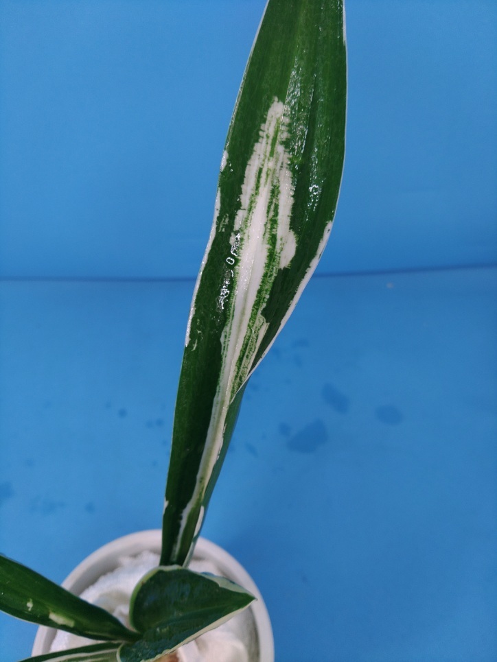 2 дом . столица. map десять тысяч год синий o Moto ...