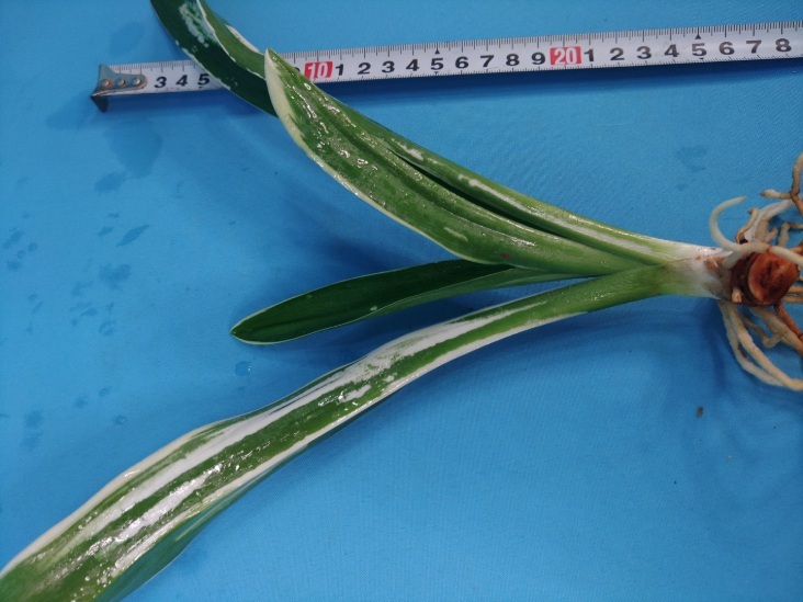 2 дом . столица. map десять тысяч год синий o Moto ...