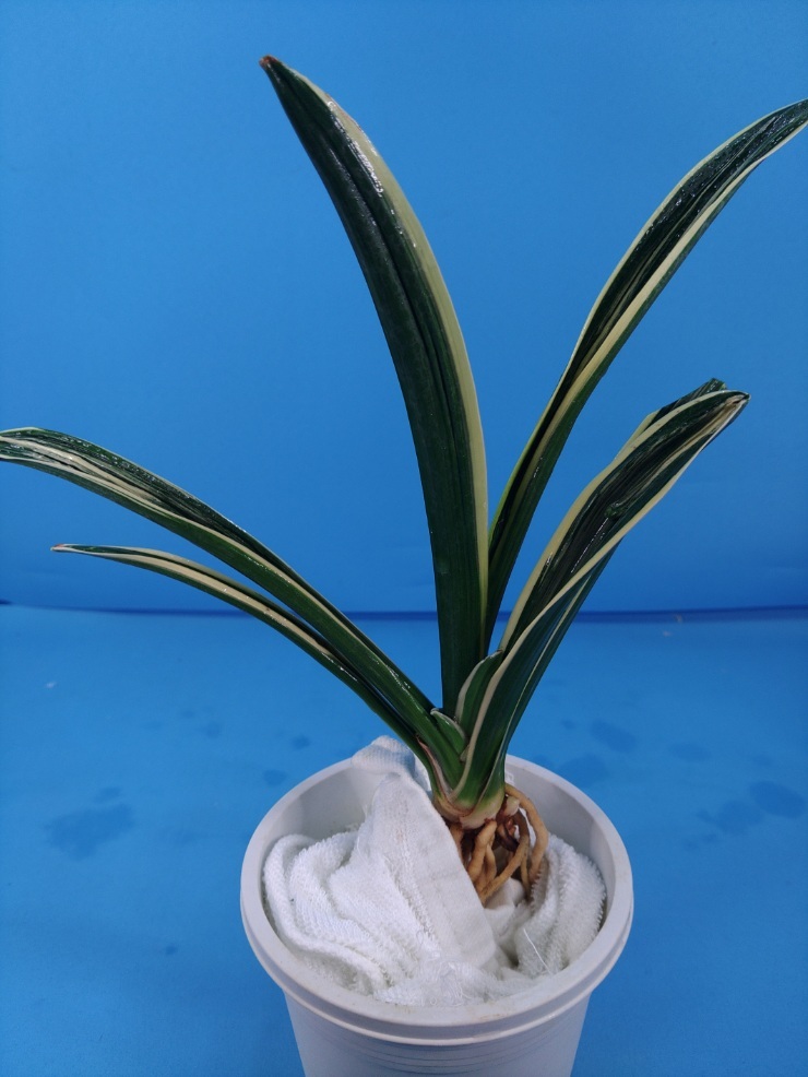 6.. десять тысяч год синий o Moto ...