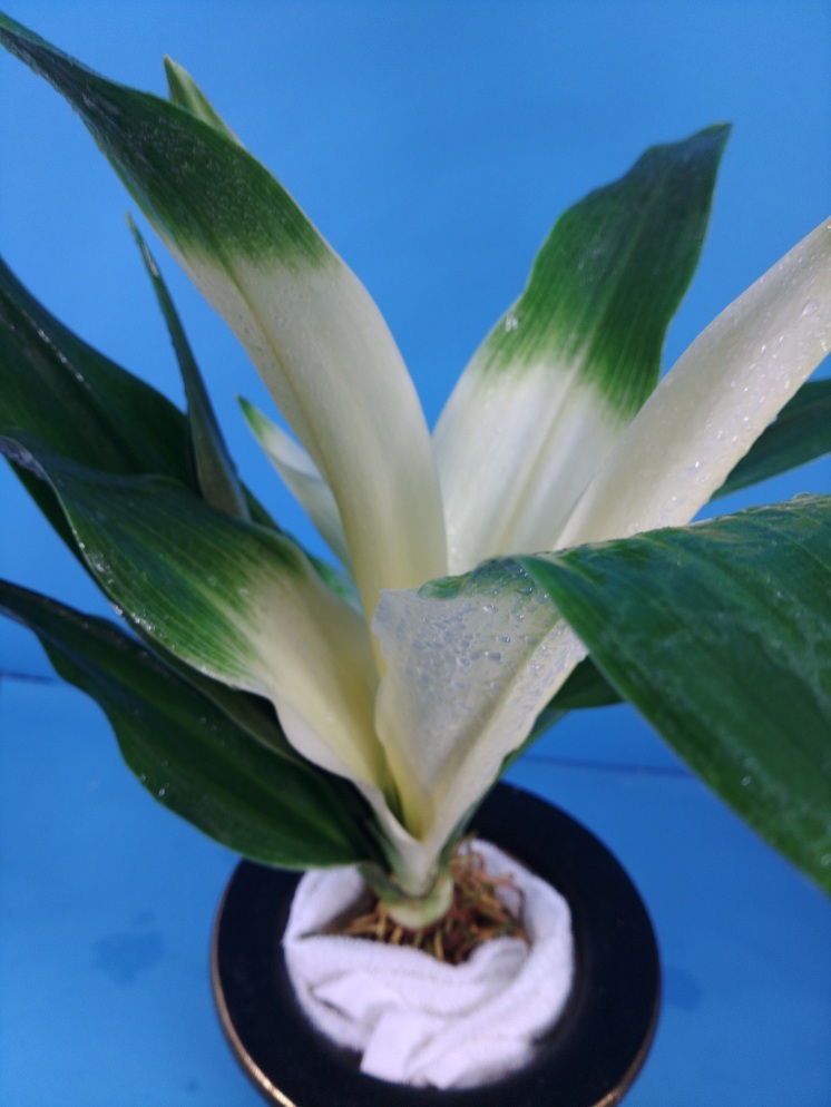 7 восток небо свет десять тысяч год синий o Moto ...