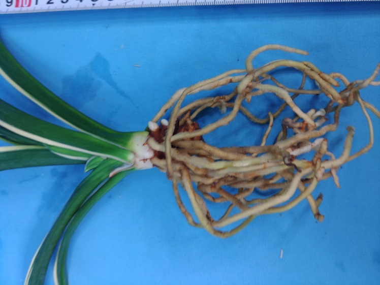 6.. десять тысяч год синий o Moto ...