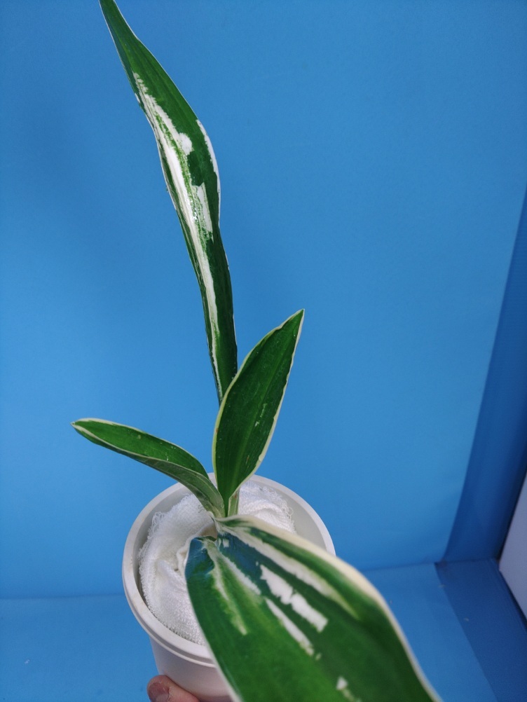 2 дом . столица. map десять тысяч год синий o Moto ...