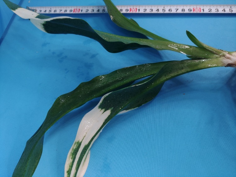 3 документ птица круг десять тысяч год синий o Moto ...