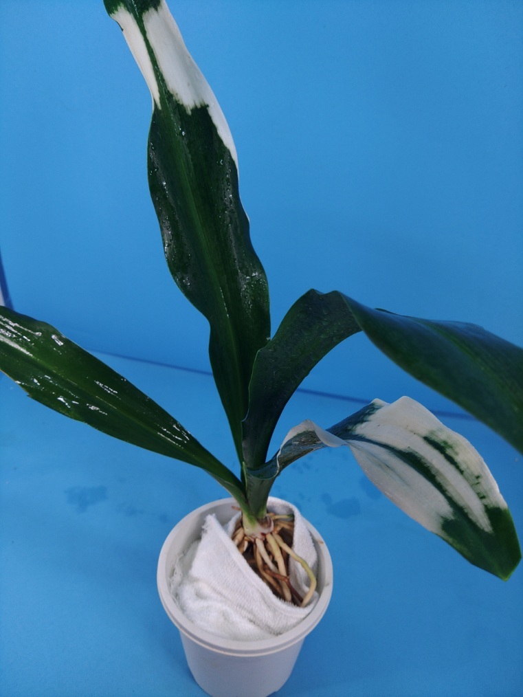 3 документ птица круг десять тысяч год синий o Moto ...