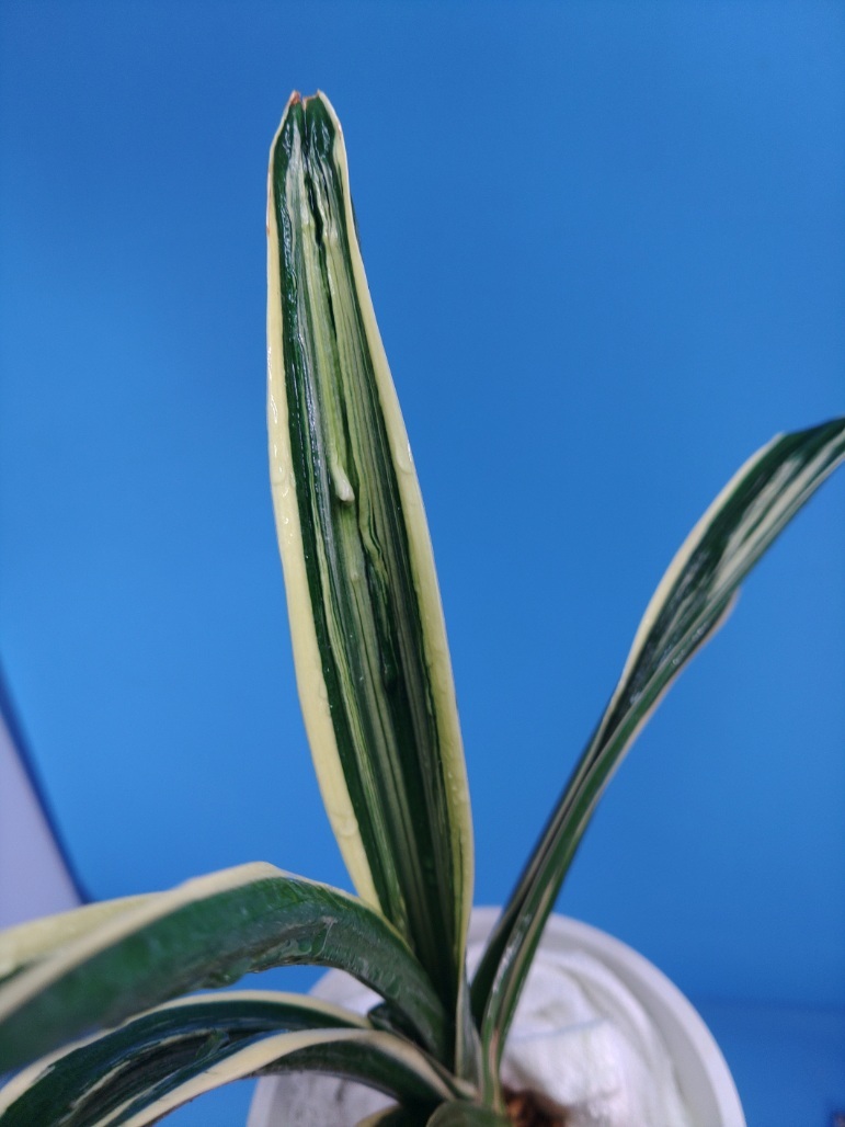 6.. десять тысяч год синий o Moto ...