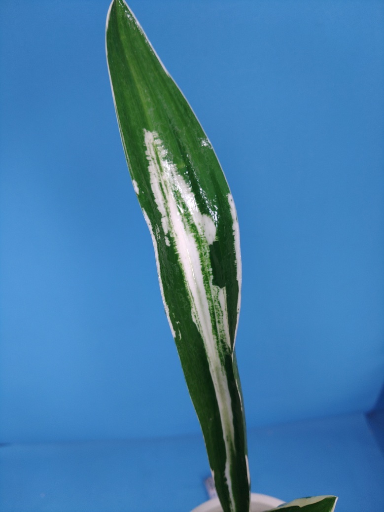 2 дом . столица. map десять тысяч год синий o Moto ...