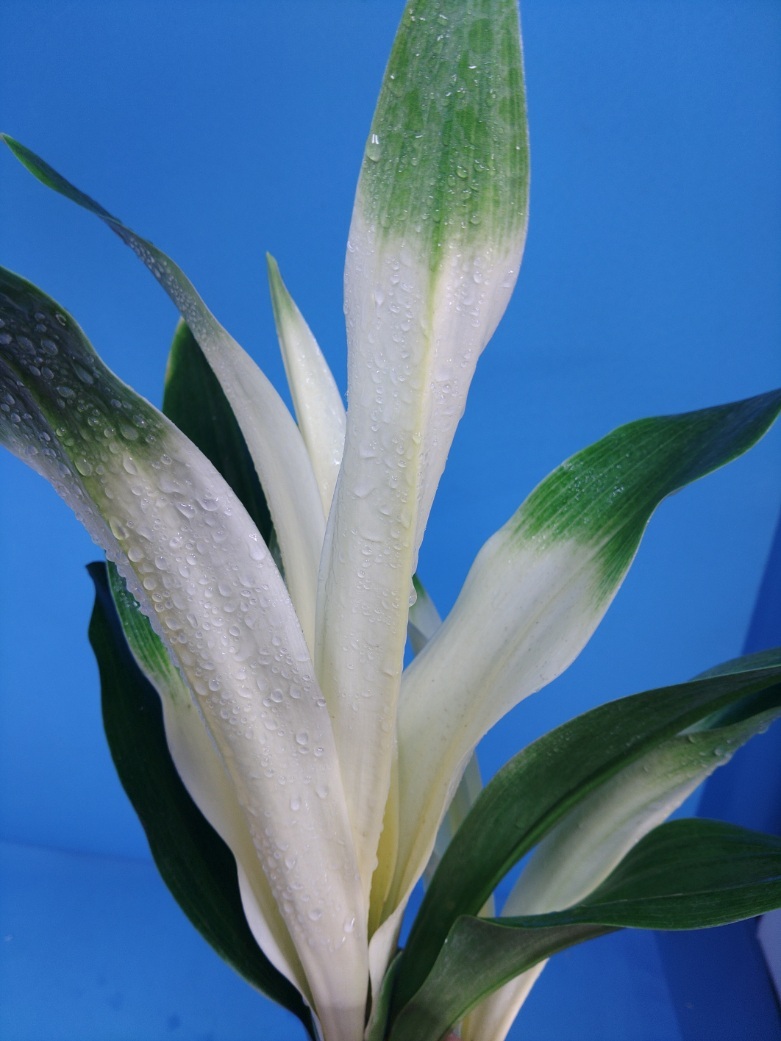 7 восток небо свет десять тысяч год синий o Moto ...