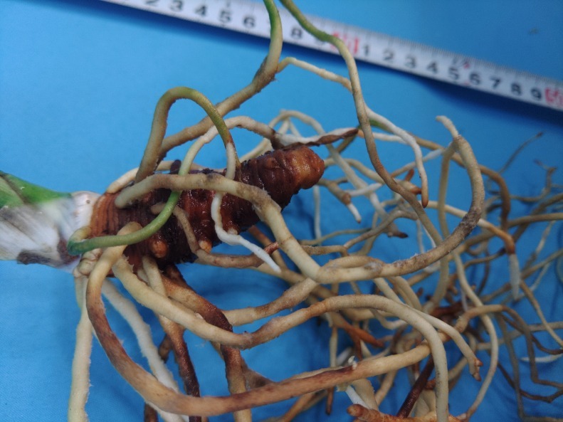 3 документ птица круг десять тысяч год синий o Moto ...