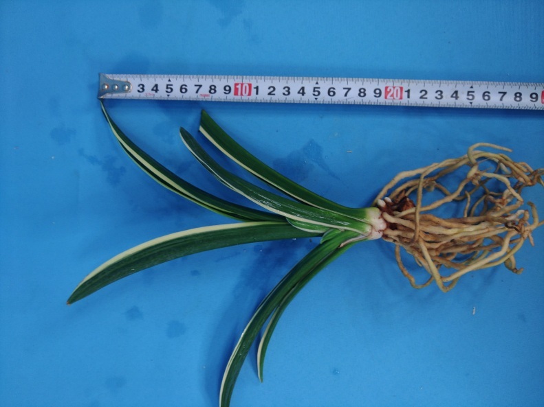 6.. десять тысяч год синий o Moto ...