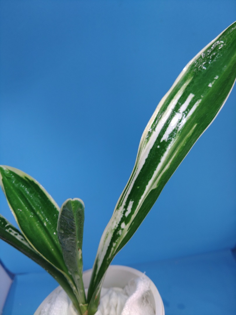 2 дом . столица. map десять тысяч год синий o Moto ...