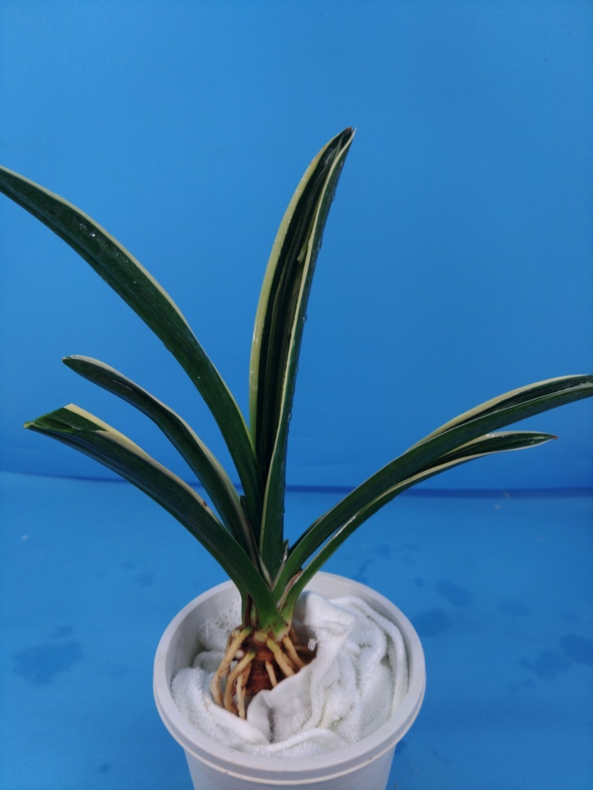 6.. десять тысяч год синий o Moto ...