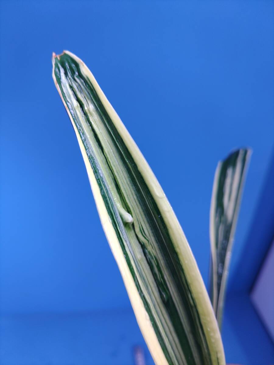 6.. десять тысяч год синий o Moto ...