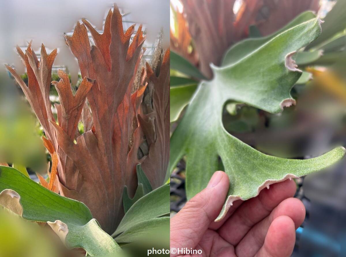 (*_*;)*bikak..* 'Cayman' * супер рекомендация * АО разделение * с табличкой .*** первый ..!!