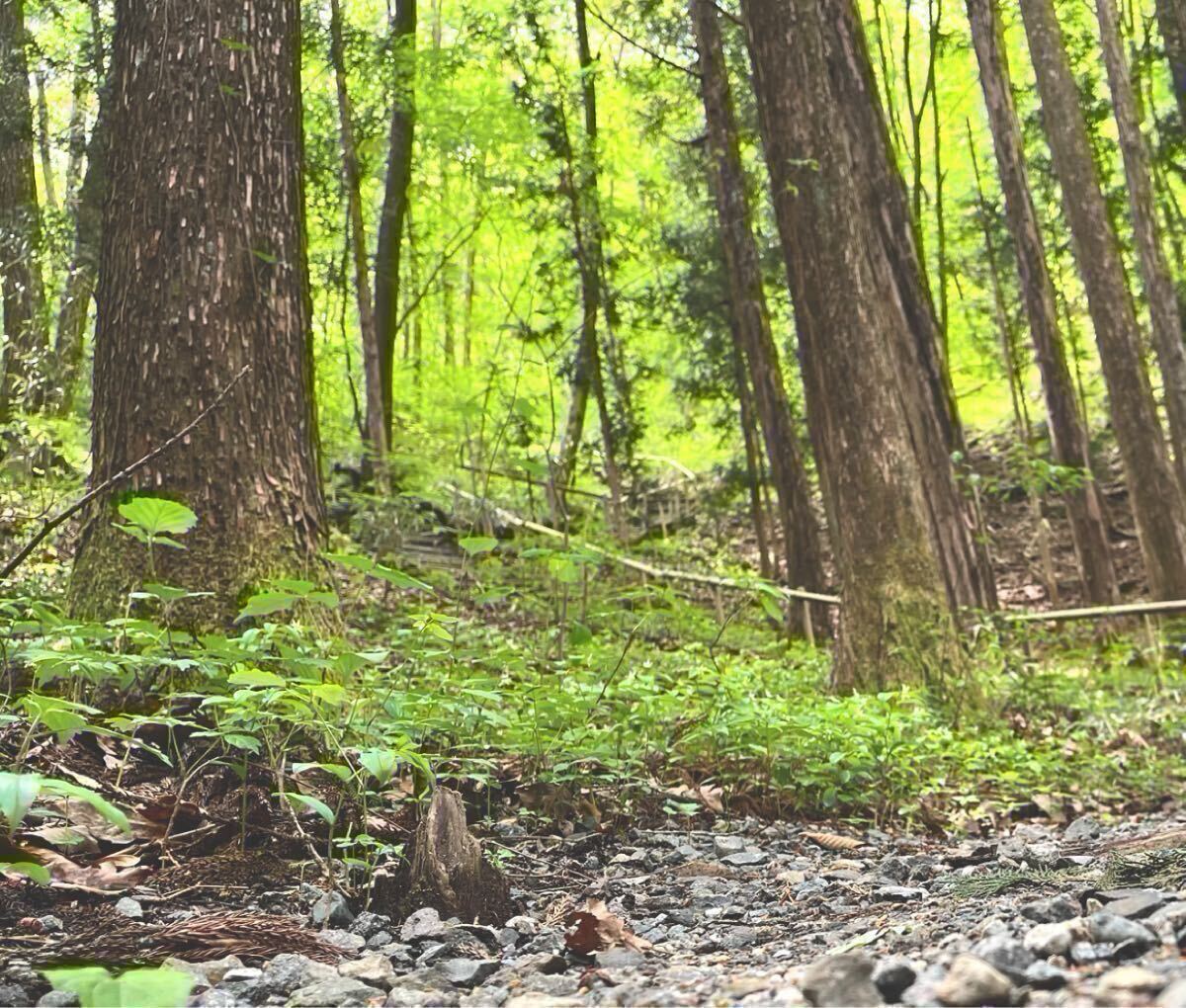  быстрое решение 55 иен ставка ограничение нет свободный фотография материалы [ лес .] оценка восстановление .. оценка 11061