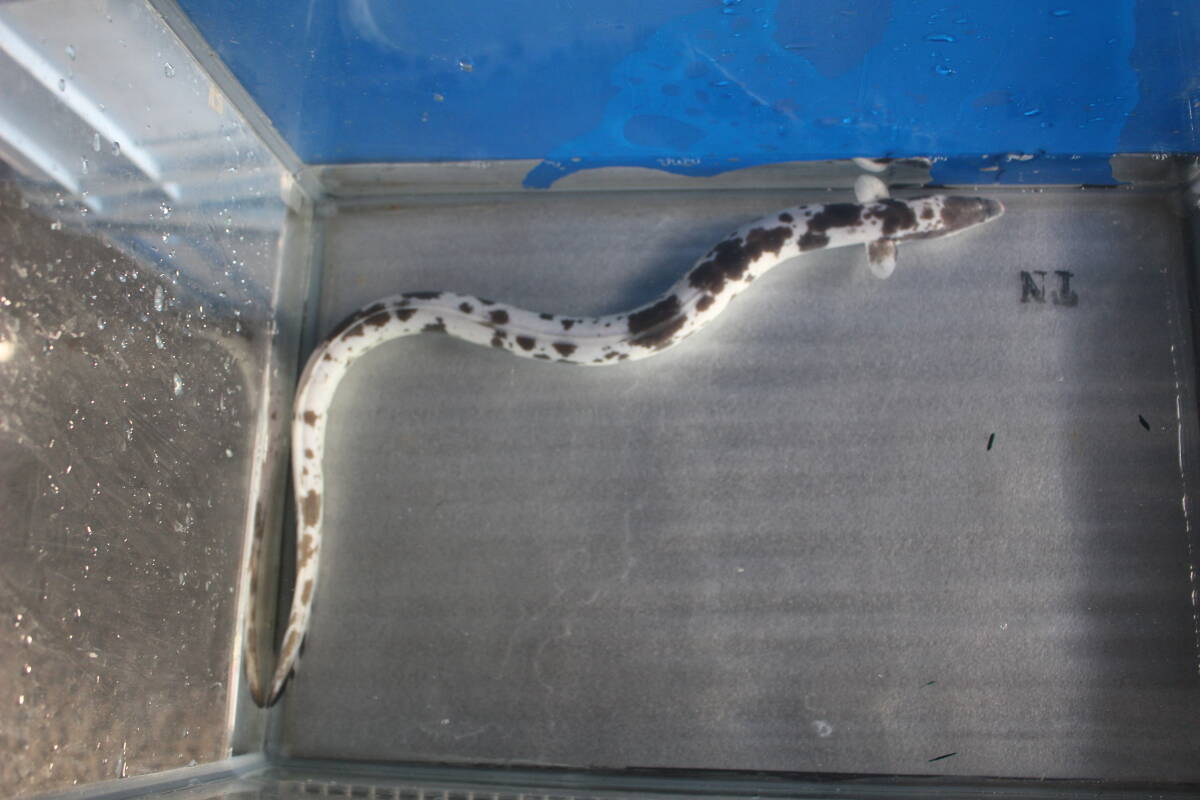 .. для Panda угорь 52. .. для Panda угорь 52.