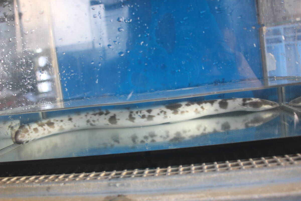 .. для Panda угорь 52.