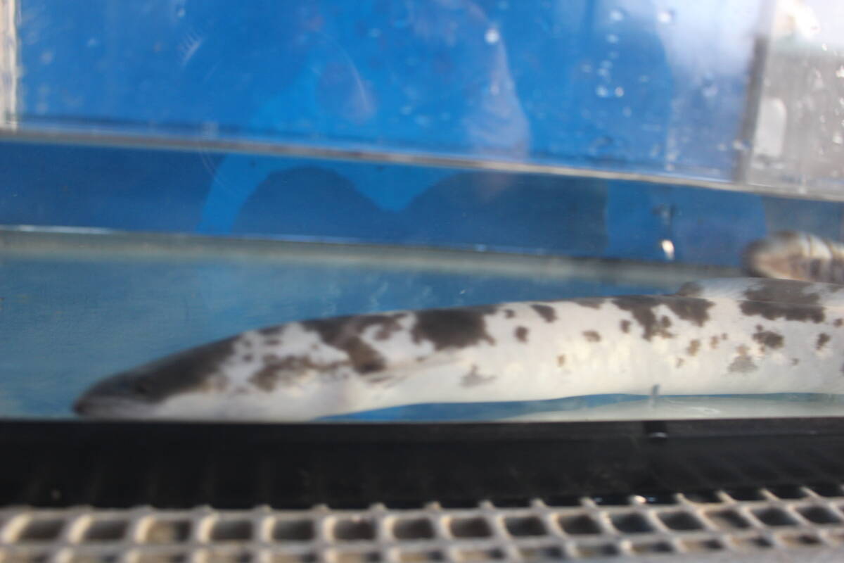 .. для Panda угорь 52.