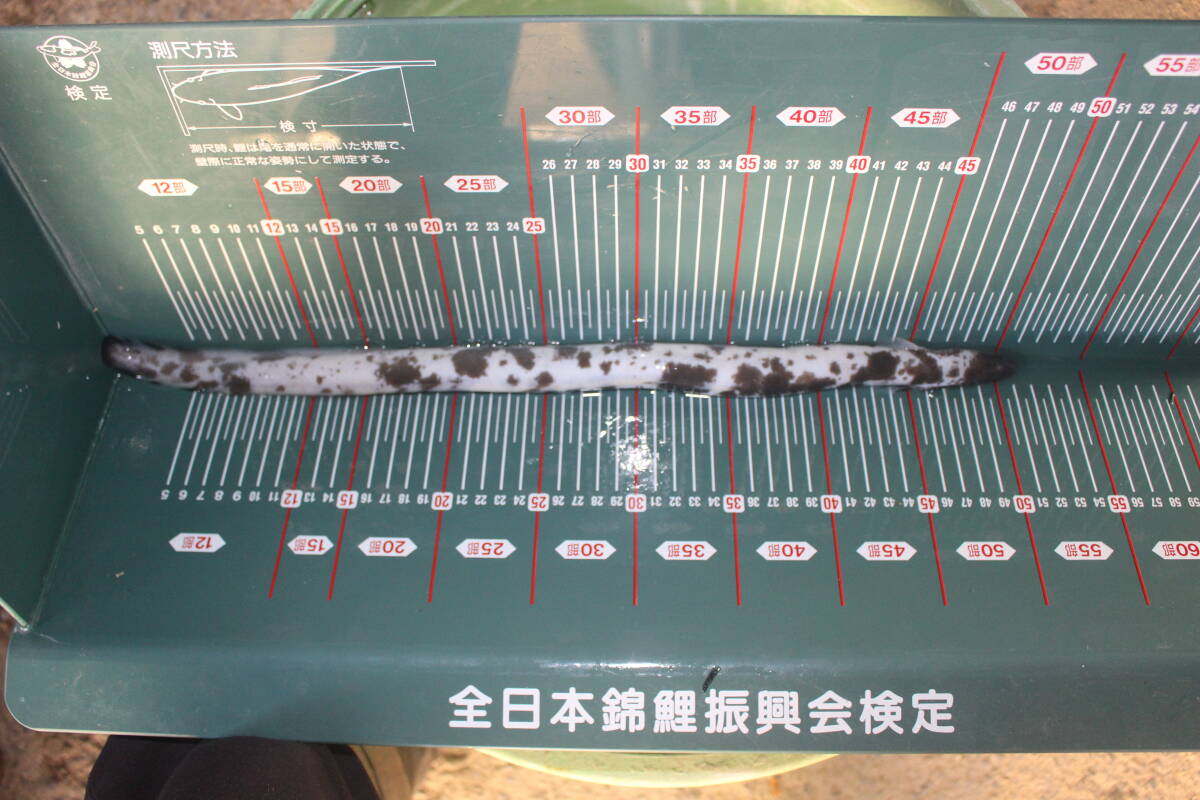 .. для Panda угорь 52.