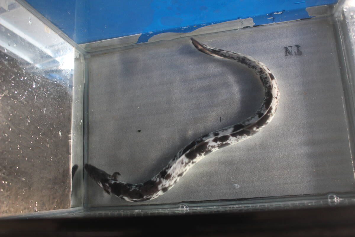 .. для Panda угорь 55.