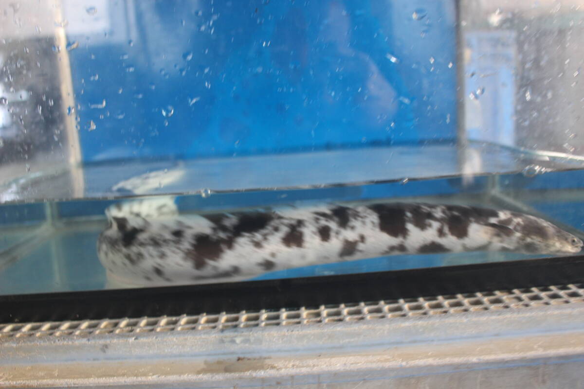 .. для Panda угорь 55.