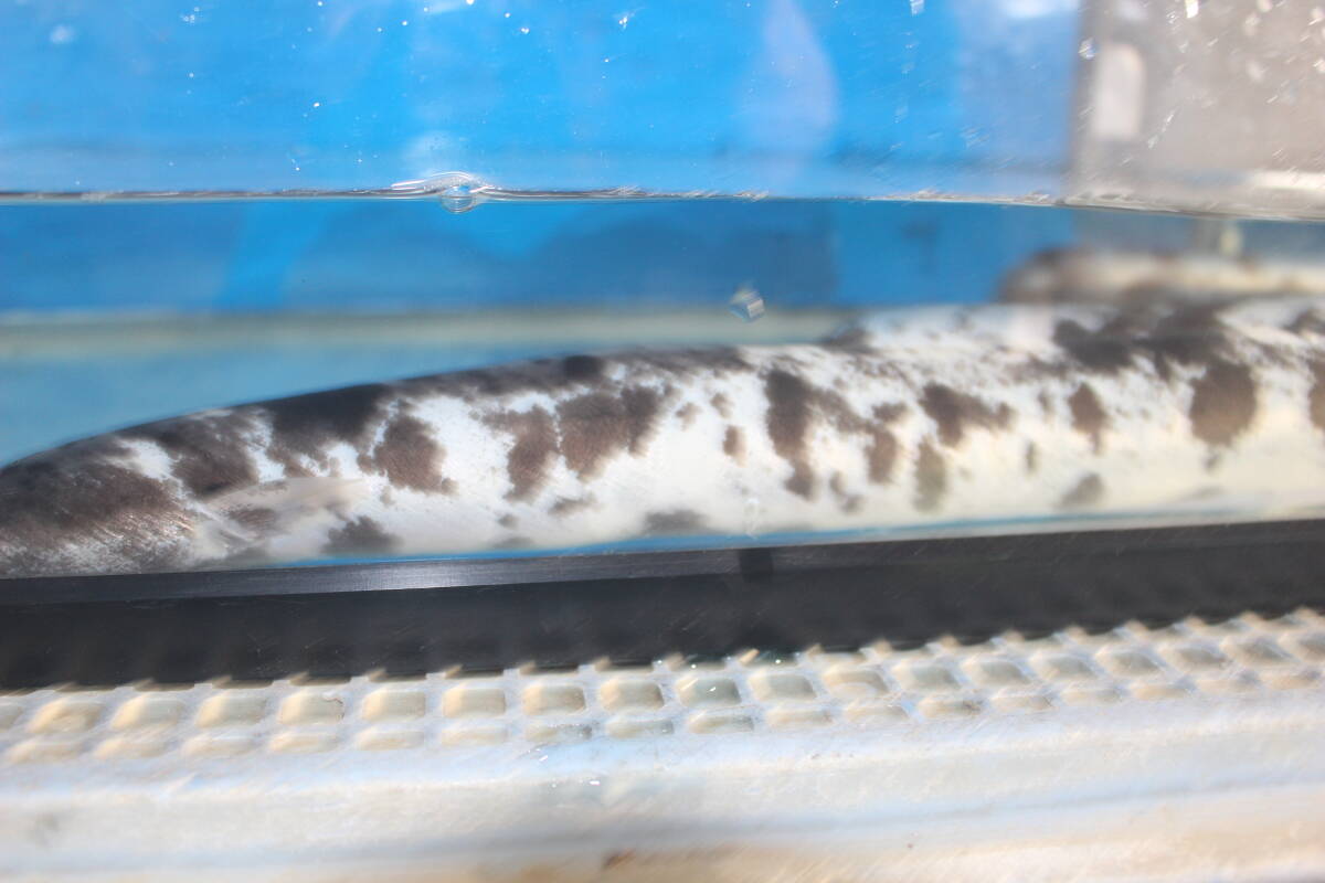 .. для Panda угорь 55.