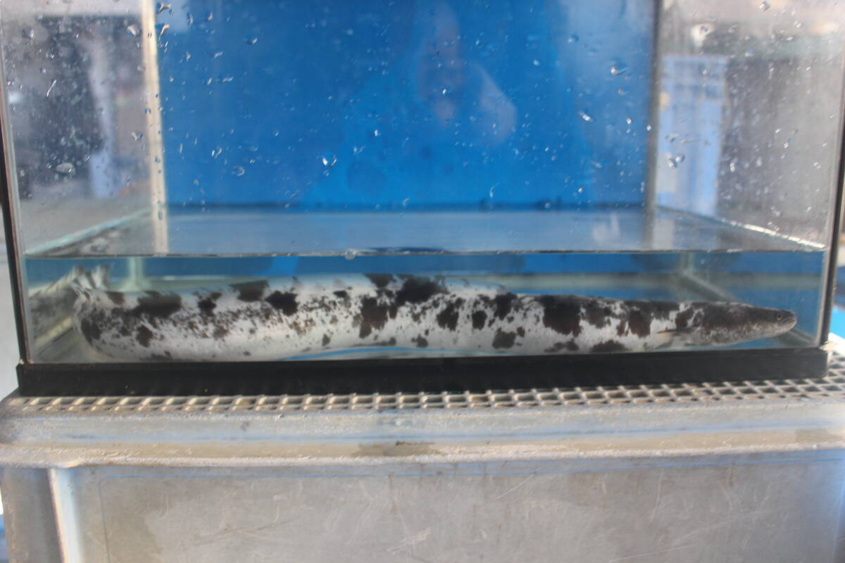 .. для Panda угорь 55.