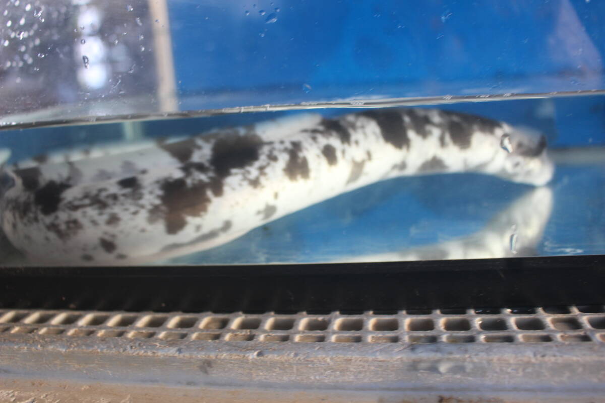 .. для Panda угорь 55.