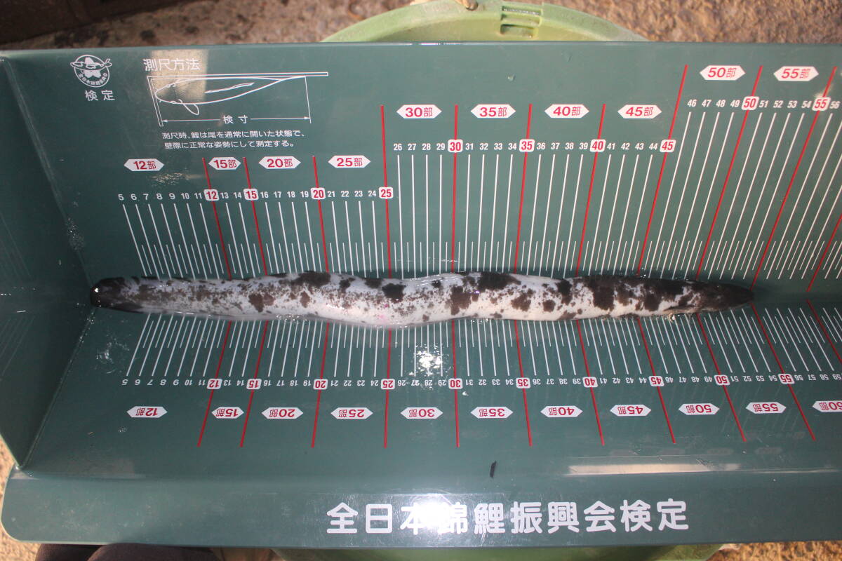 .. для Panda угорь 55.