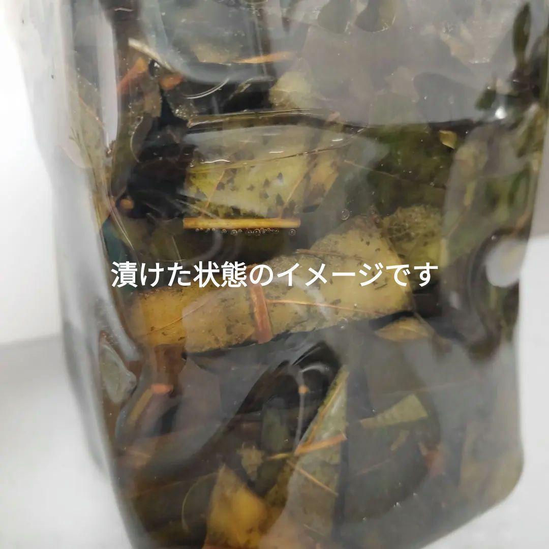 乾燥枇杷の葉 150g 枇杷の葉エキス作成用に 無農薬 自然乾燥 25年秋収穫_画像2