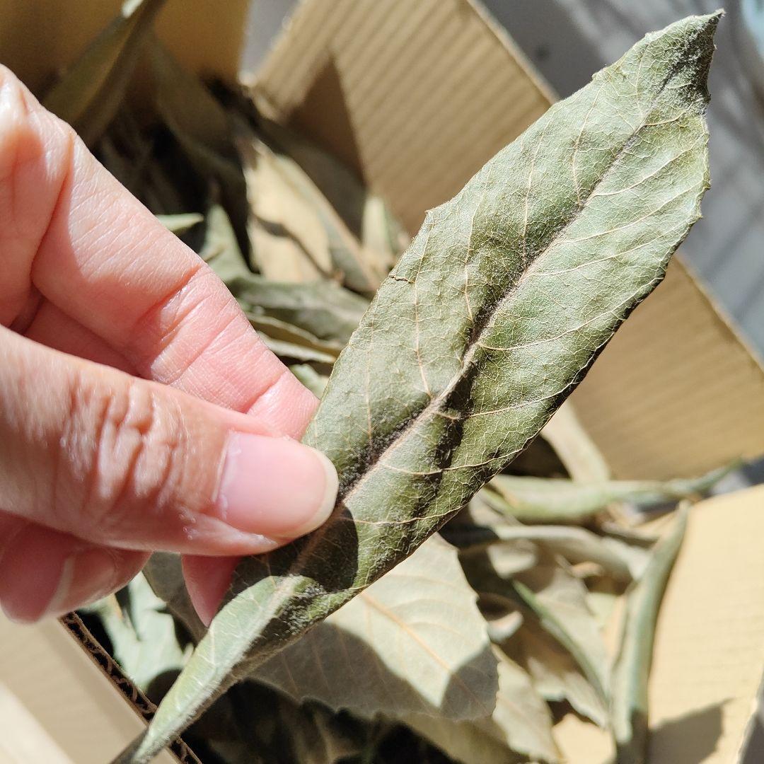 乾燥枇杷の葉 150g 枇杷の葉エキス作成用に 無農薬 自然乾燥 25年秋収穫_画像7